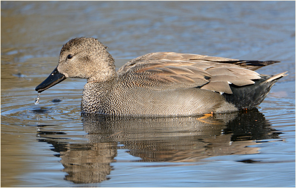 Schnatterente (Anas strepera)
