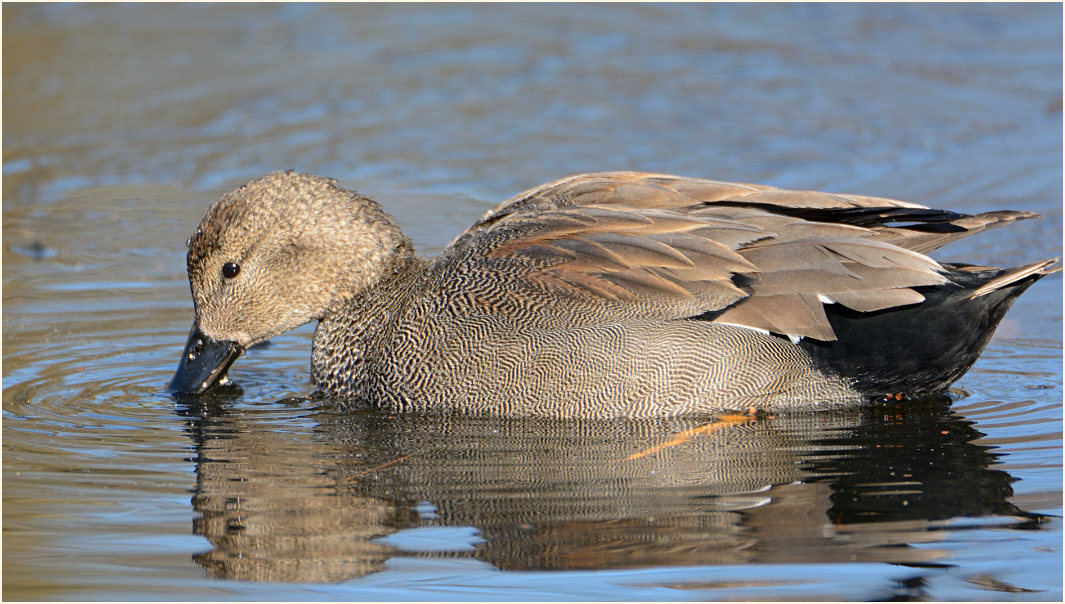 Schnatterente (Anas strepera)
