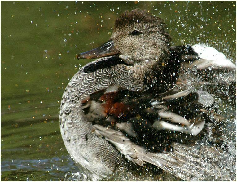 Schnatterentenerpel (Anas strepera)