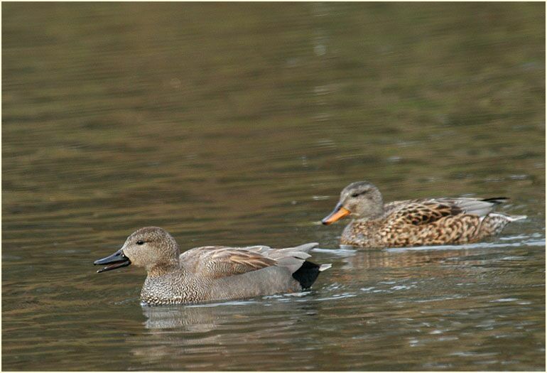 Schnatterentenpaar (Anas strepera)