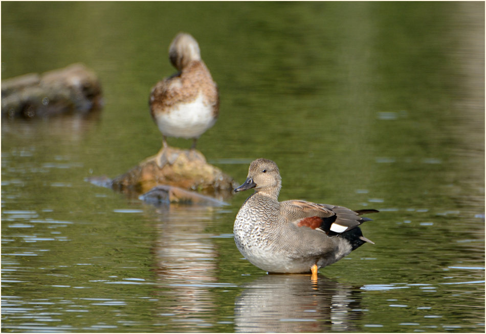 Schnatterente (Anas strepera)