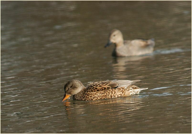Schnatterentenpaar (Anas strepera)