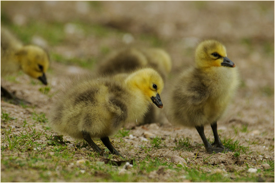 Schneegansküken (Anser caerulescens)