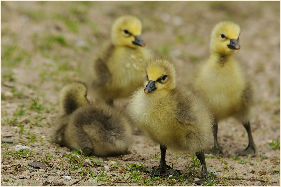 Schneegansküken (Anser caerulescens)