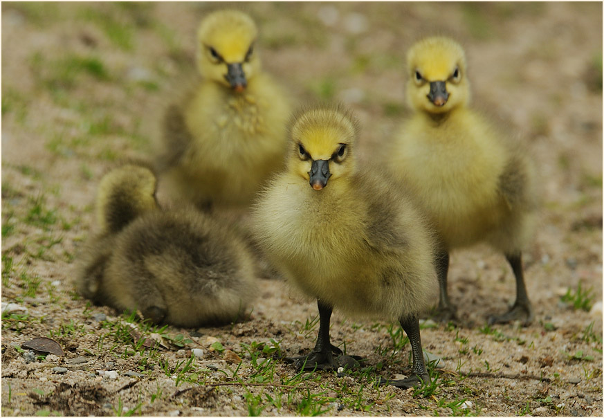 Schneegansküken (Anser caerulescens)