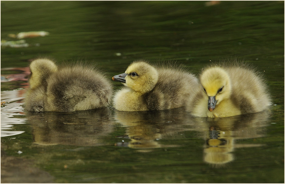 Schneegansküken (Anser caerulescens)