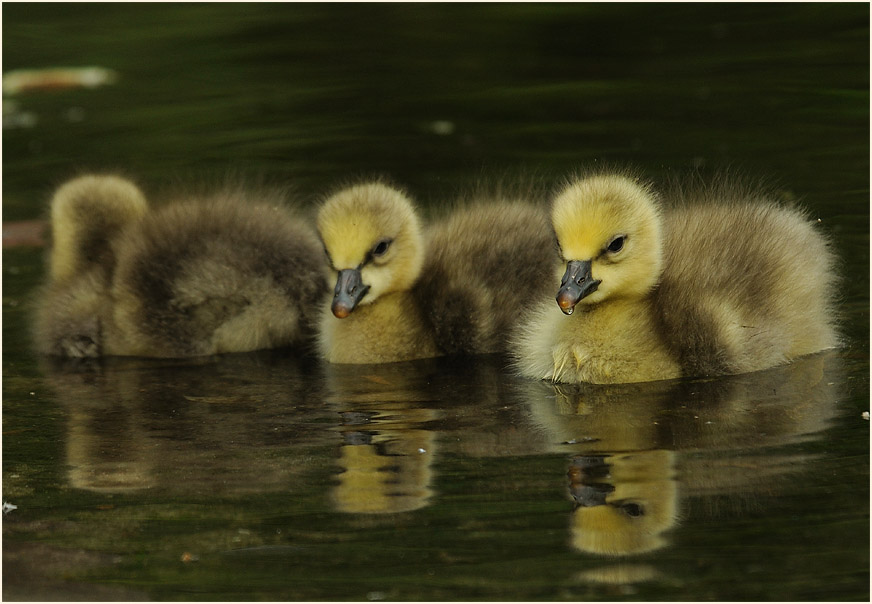 Schneegansküken (Anser caerulescens)