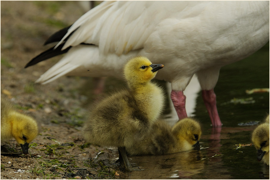 Schneegansküken (Anser caerulescens)