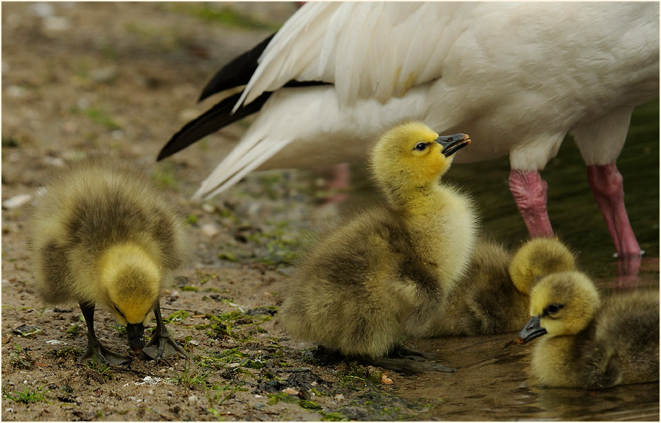 Schneegansküken (Anser caerulescens)