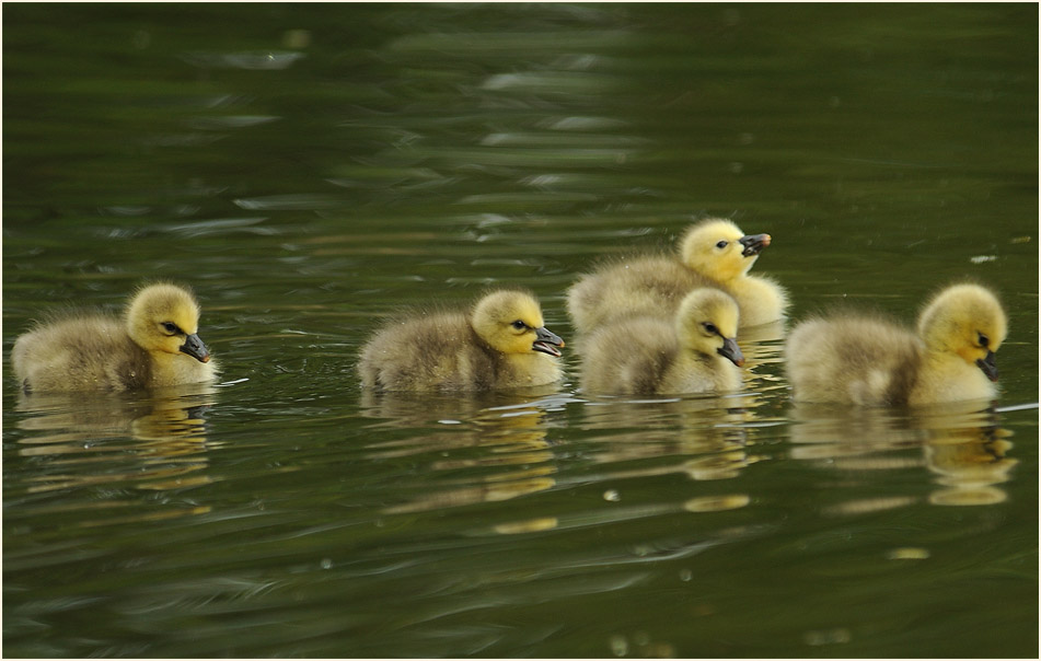 Schneegansküken (Anser caerulescens)