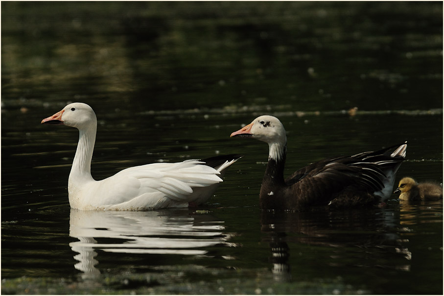 Schneegans (Anser caerulescens)