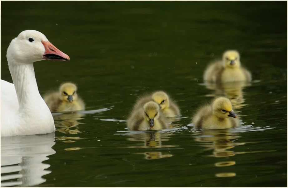 Schneegansküken (Anser caerulescens)