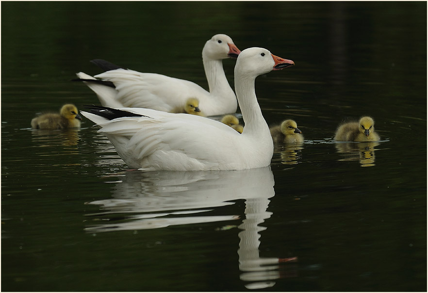 Schneegansküken (Anser caerulescens)