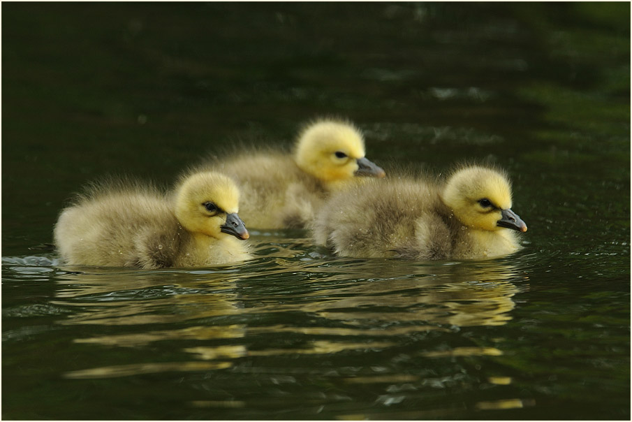 Schneegansküken (Anser caerulescens)