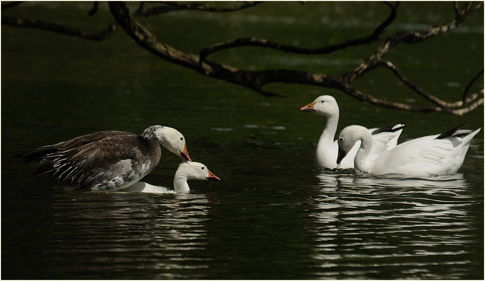 Schneegänse (Anser caerulescens)