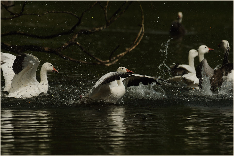 Schneegänse (Anser caerulescens)