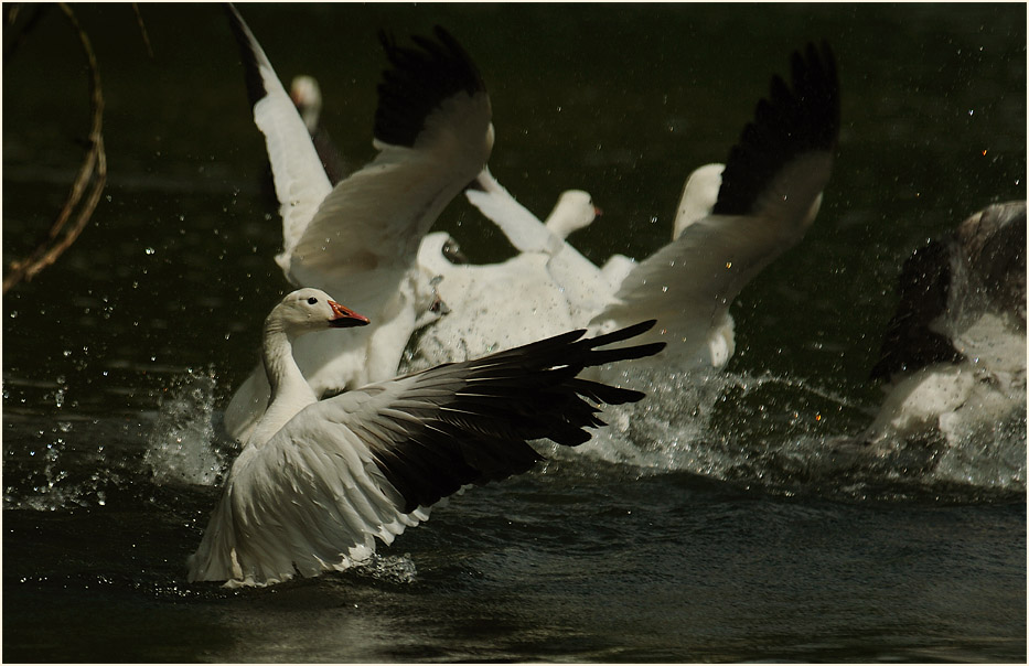 Schneegänse (Anser caerulescens)