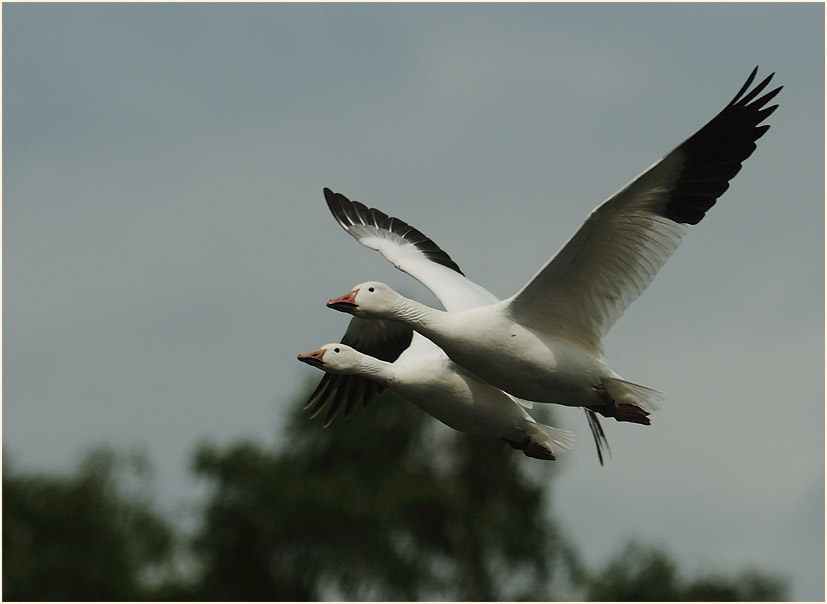 Schneegänse (Anser caerulescens)