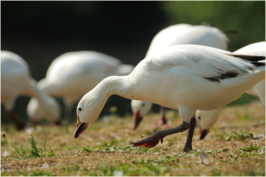 Schneegans (Anser caerulescens)