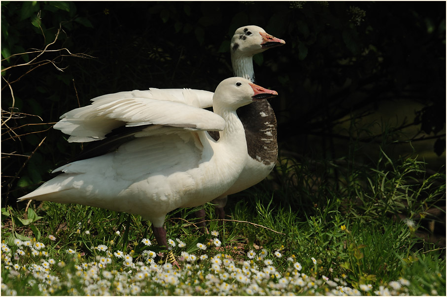 Schneegans (Anser caerulescens)