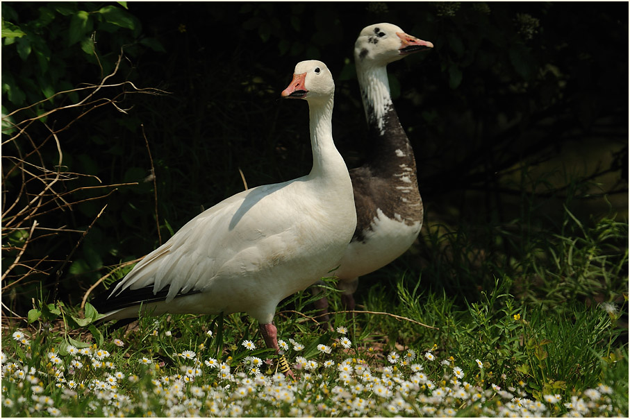 Schneegans (Anser caerulescens)