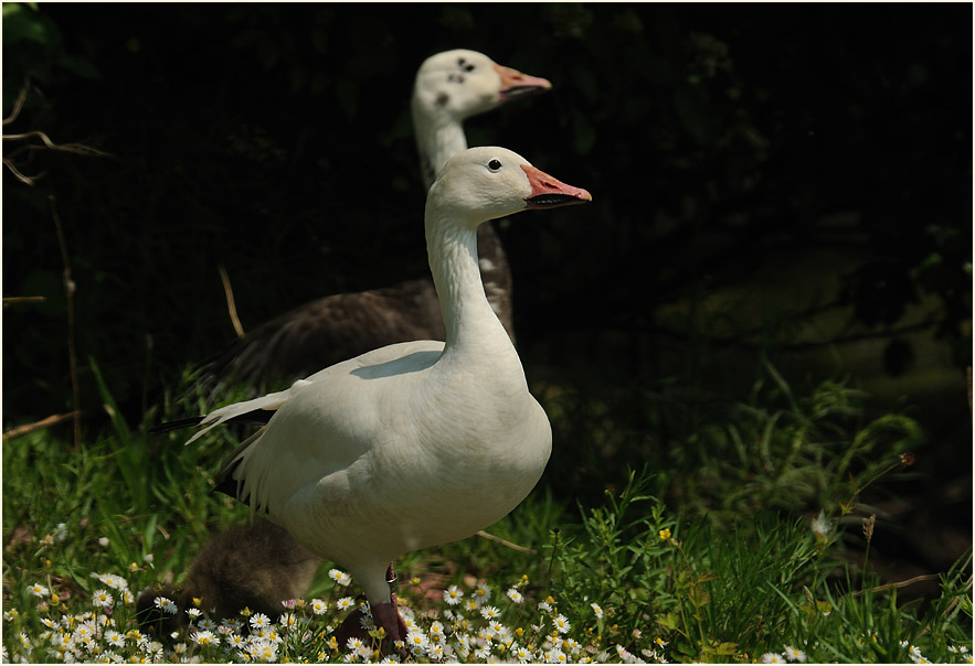 Schneegans (Anser caerulescens)