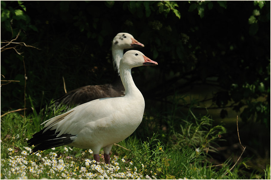 Schneegans (Anser caerulescens)