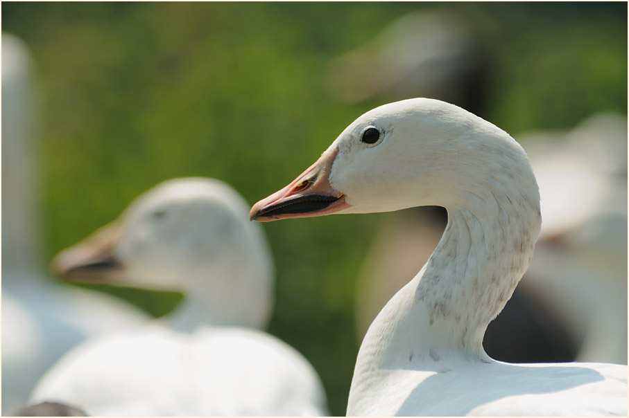 Schneegans (Anser caerulescens)