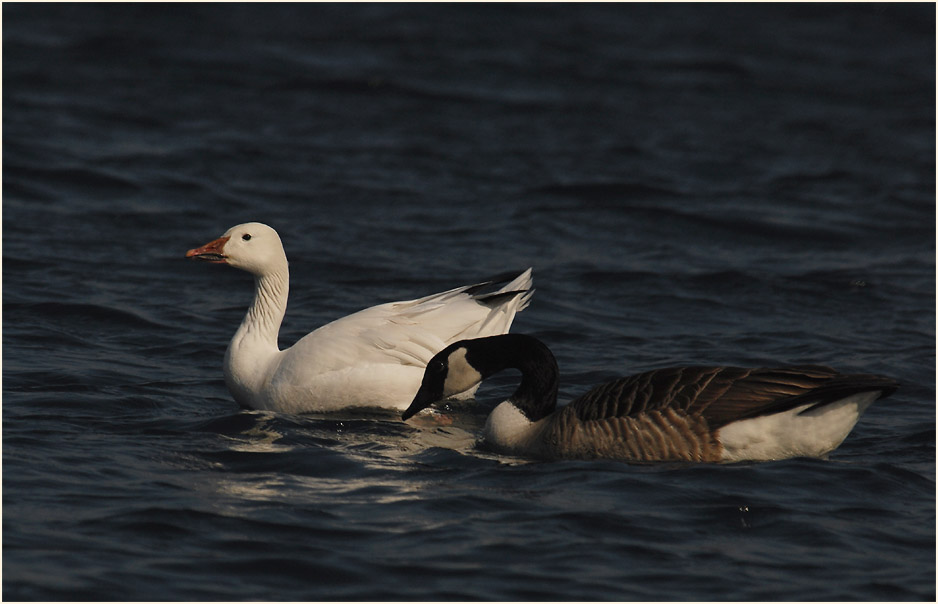 Schneegans (Anser caerulescens)
