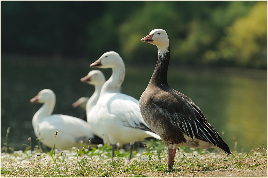Schneegans (Anser caerulescens)