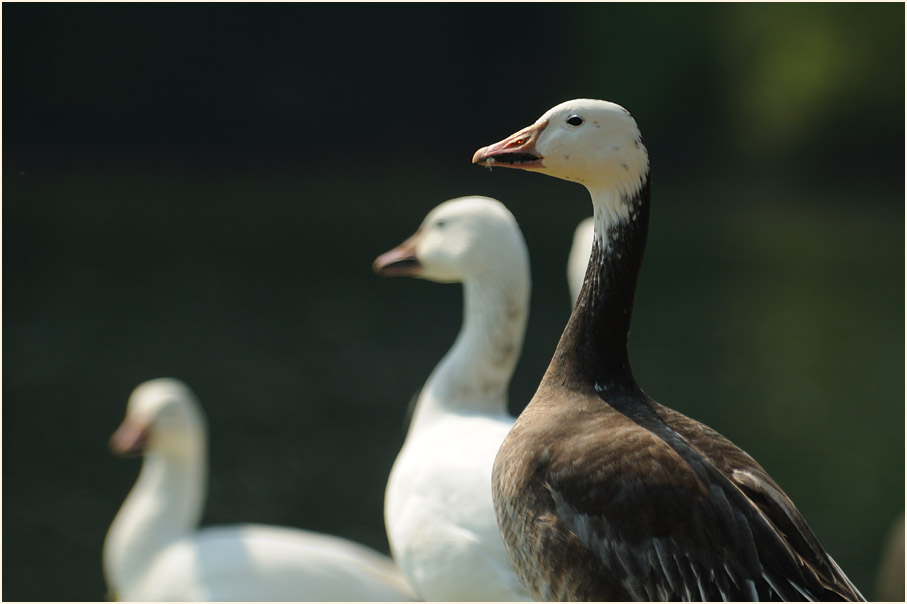 Schneegans (Anser caerulescens)
