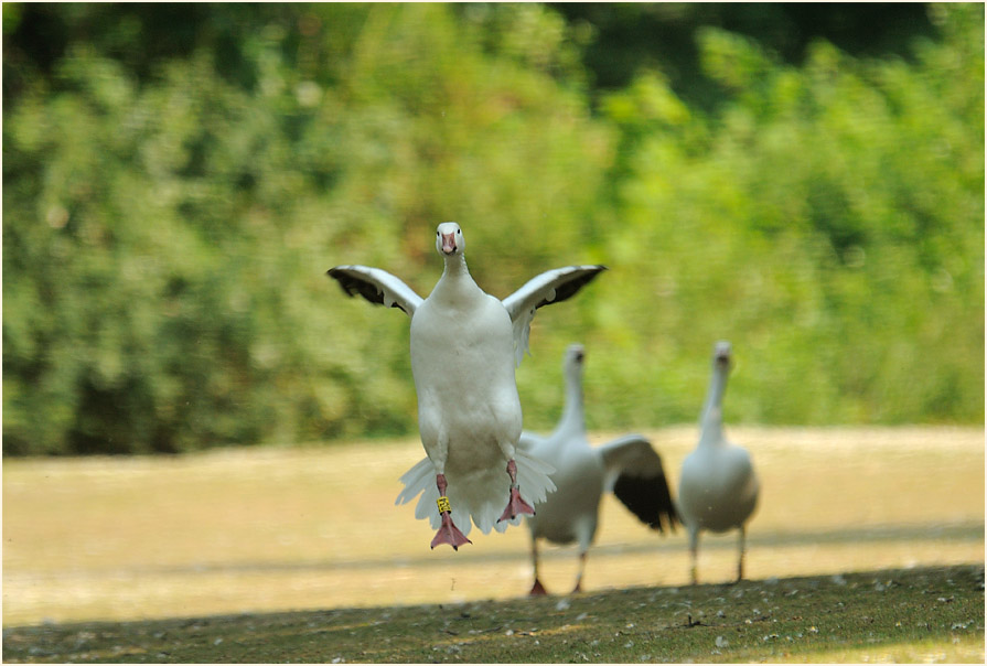 Schneegans (Anser caerulescens)