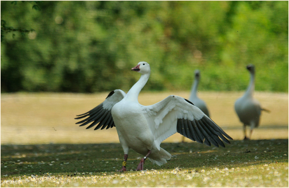 Schneegans (Anser caerulescens)