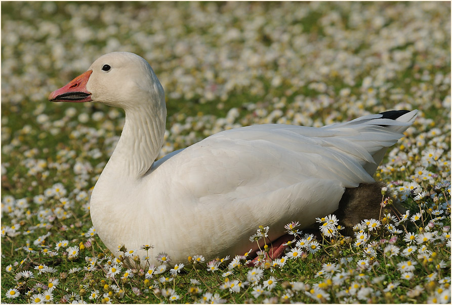 Schneegans (Anser caerulescens)