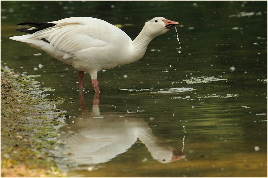 Schneegans (Anser caerulescens)