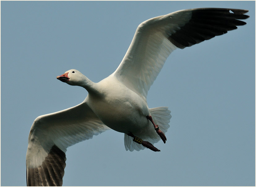 Schneegans (Anser caerulescens)