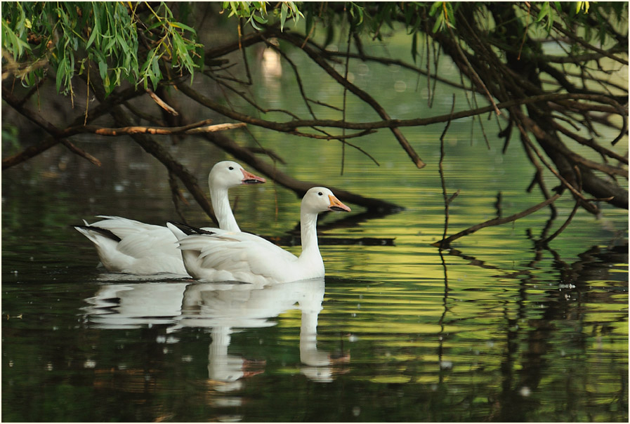 Schneegans (Anser caerulescens)