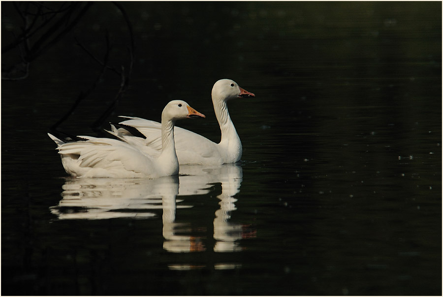 Schneegans (Anser caerulescens)