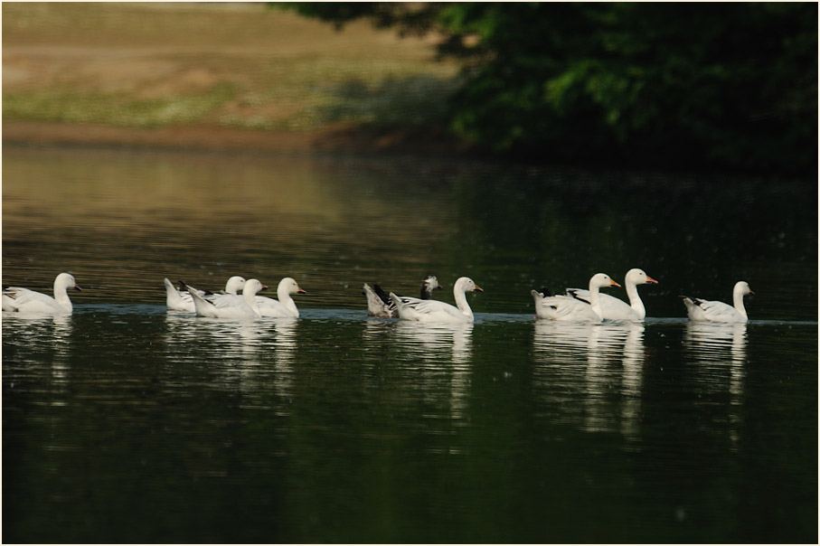 Schneegans (Anser caerulescens)