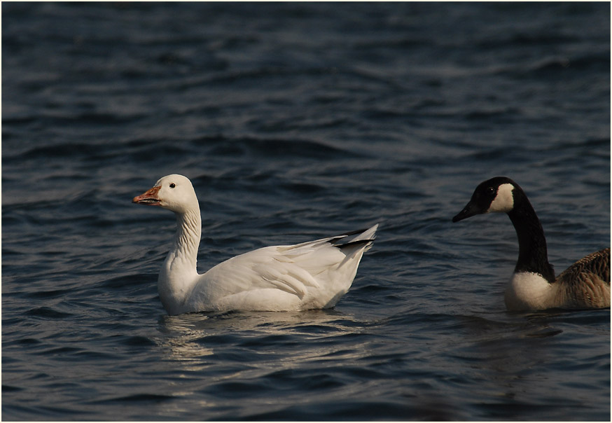 Schneegans (Anser caerulescens)