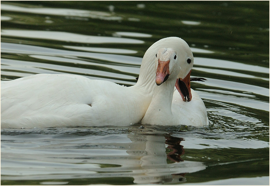 Schneegans (Anser caerulescens)
