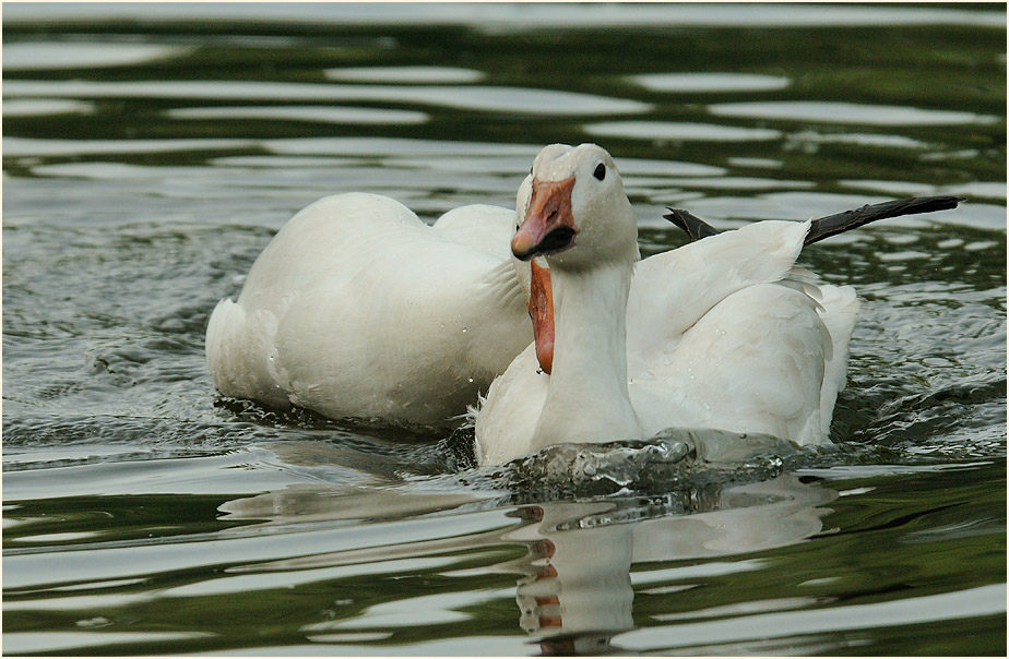 Schneegans (Anser caerulescens)