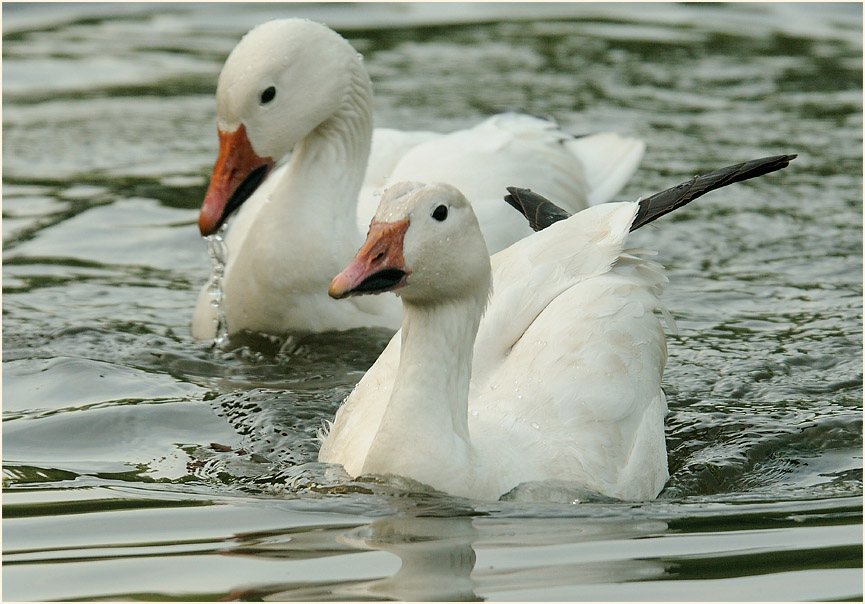 Schneegans (Anser caerulescens)