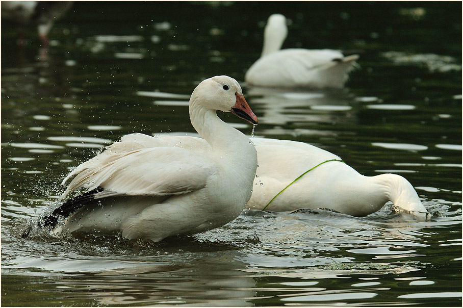 Schneegans (Anser caerulescens)
