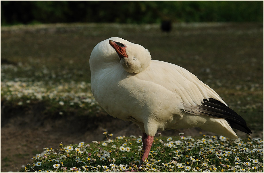 Schneegans (Anser caerulescens)