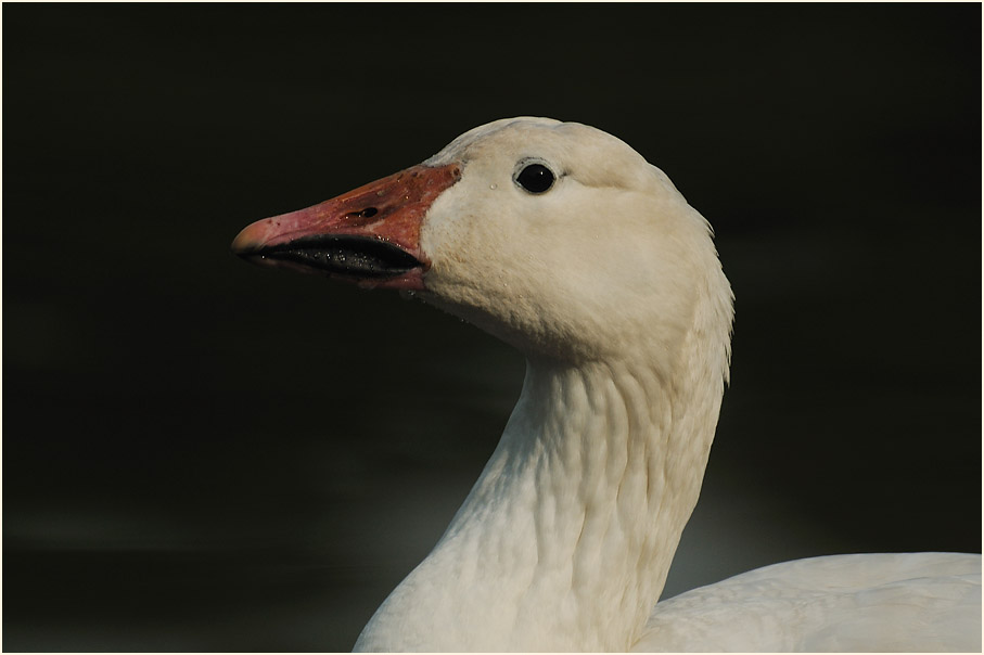 Schneegans (Anser caerulescens)