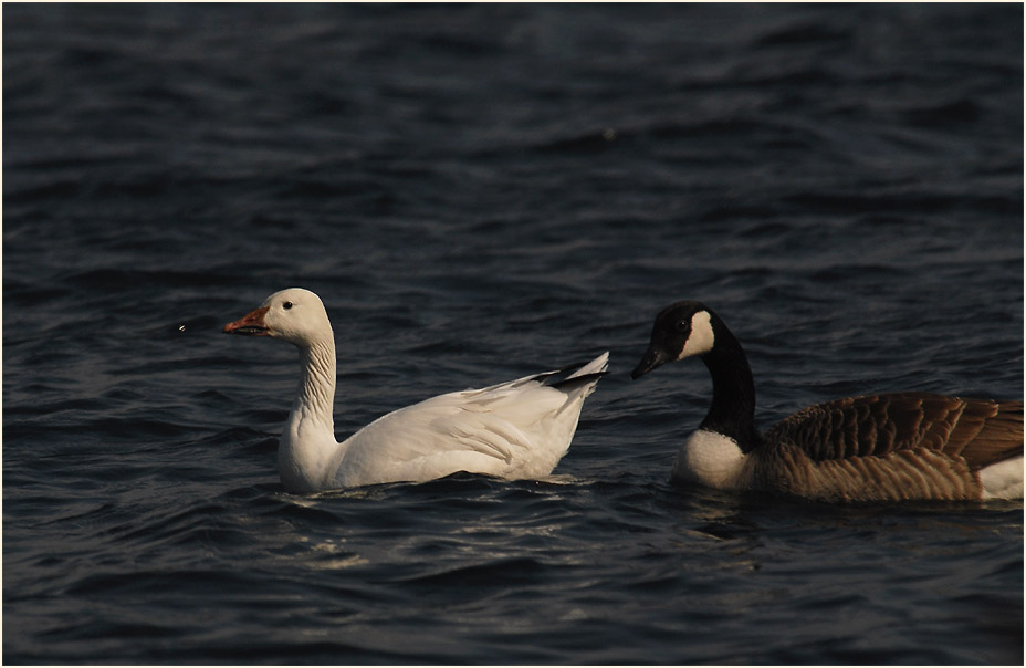 Schneegans (Anser caerulescens)