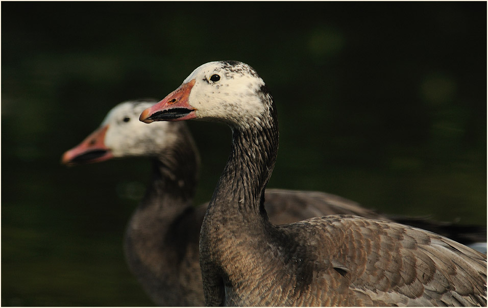 Schneegans (Anser caerulescens)