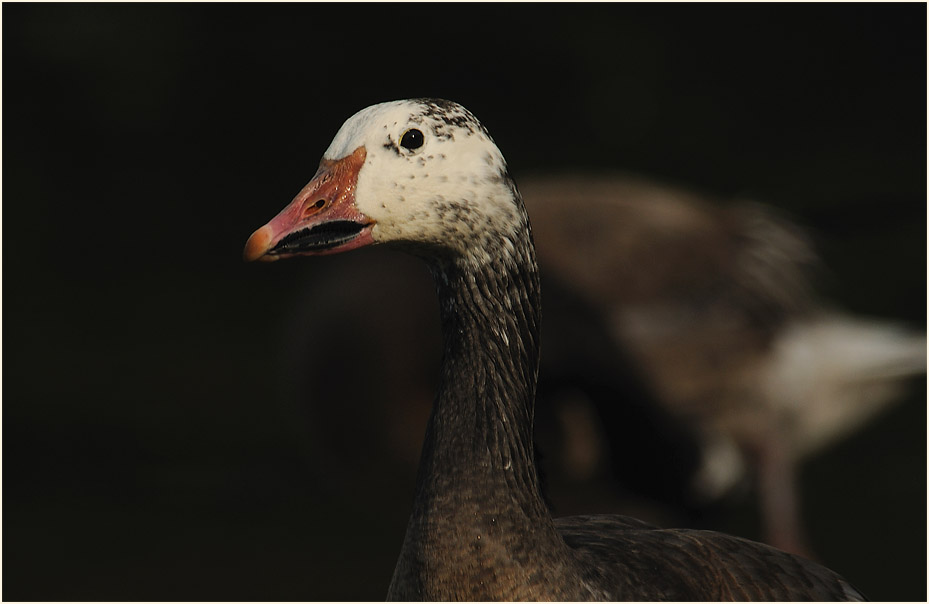 Schneegans (Anser caerulescens)
