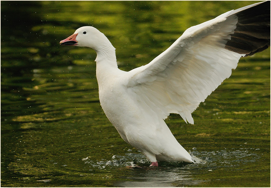 Schneegans (Anser caerulescens)
